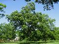 Pecan / Carya illinoensis 